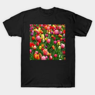 Red purple and yellow tulip fields T-Shirt